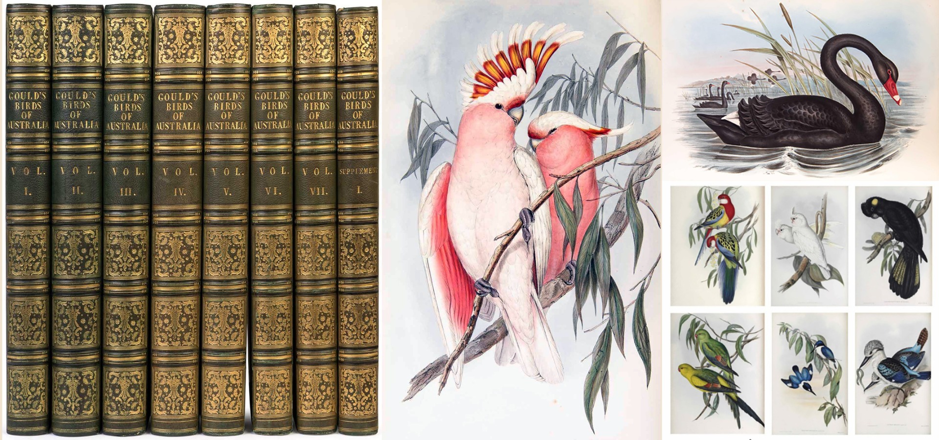 John James Audubon Folio Plate 223 Carolina Parakeet Limited 750