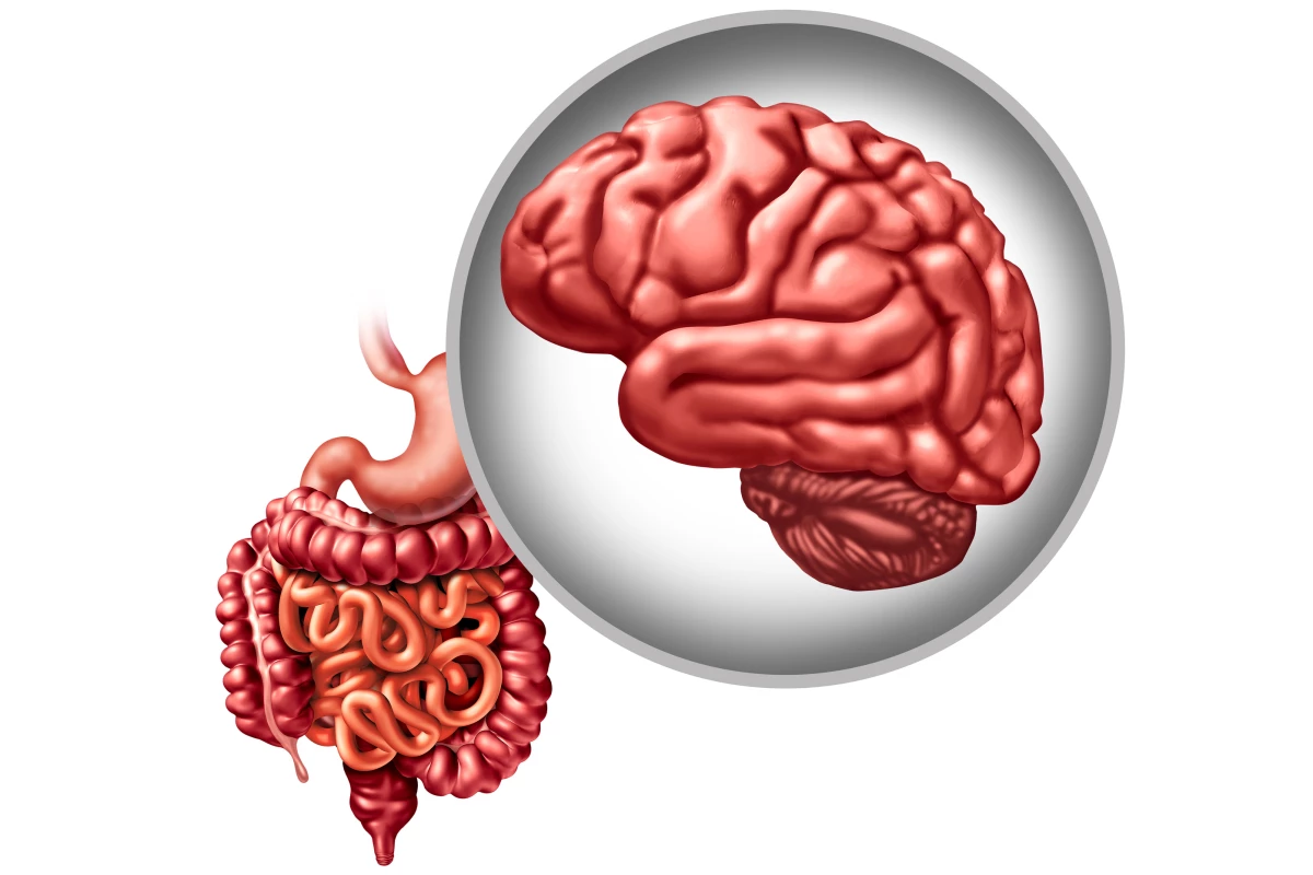 In early studies with worms a common probiotic was found to prevent the accumulation of toxic proteins associated with Parkinson's disease