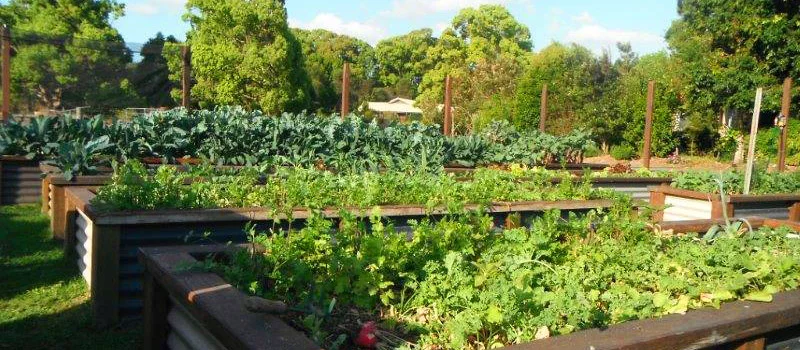 Smart Urban Villages – communal gardens are managed by residents and provide cheap, healthy vegies for communal meals