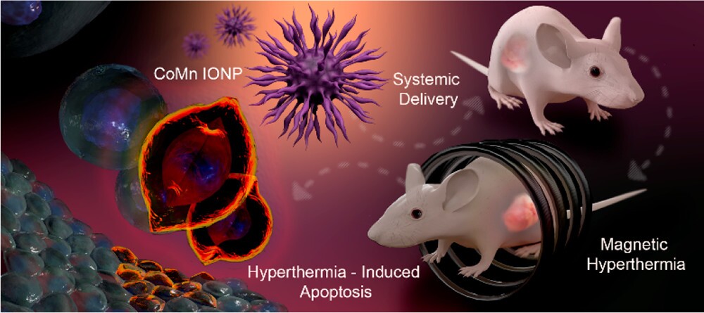 The researchers tested out their new nanoclusters on mice with ovarian cancer, and found some promising results