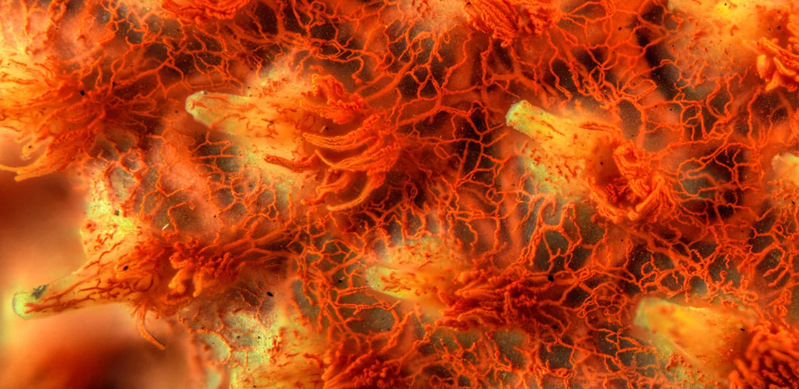 Image of Distinction: A section of a cat tongue, complete with blood capillaries