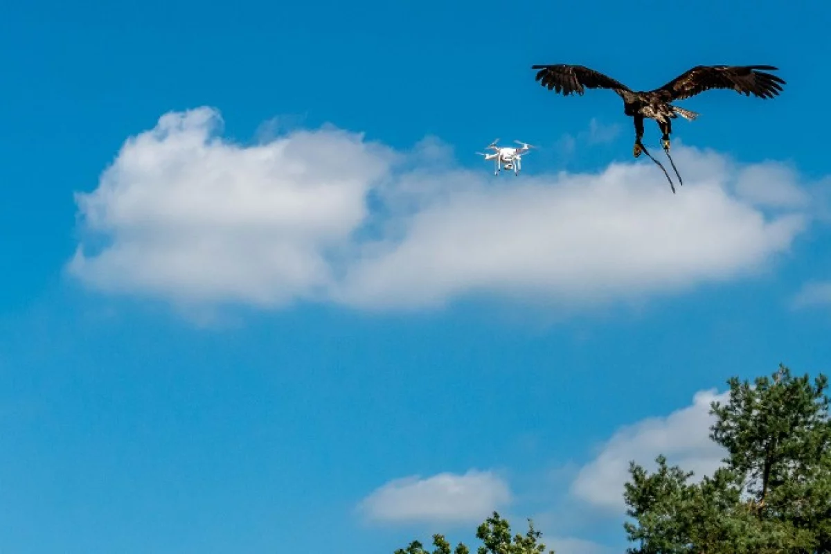 Drone-hunting eagle in action