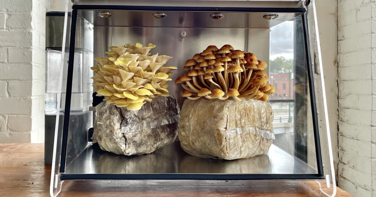 Review: Mella fruiting chamber turns mushroom growing into home hobby Review: Mella fruiting chamber turns mushroom growing into home hobby