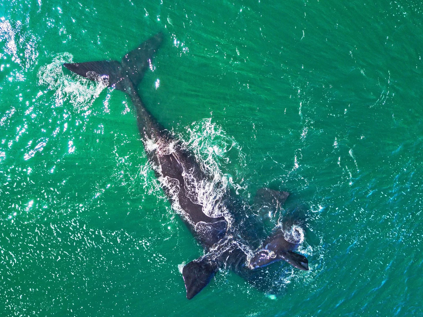 Artist caption, "Drones can play a vital part in the conservation process and in the image you can see a new born Southern Right whale. This calf was two days old when I took the image and was born offshore of a small inlet known as Dr Kelders in Gansbaai which is 163 kms south of Cape Town, South Africa"