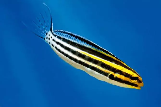 The striped poison fang blenny: eat at your own risk