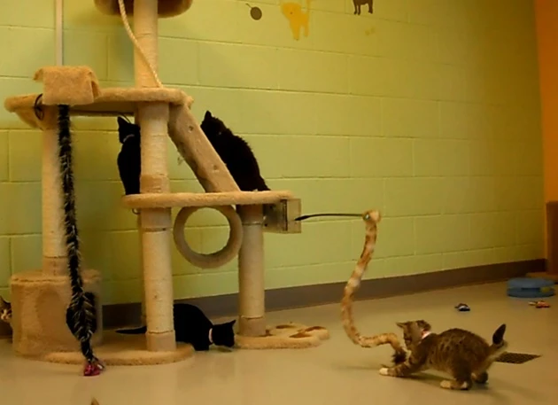 iPet Companion is a system that allows internet users to remotely play with cats living in animal shelters, via their computers and in real time(All images courtesy AprioriControl)