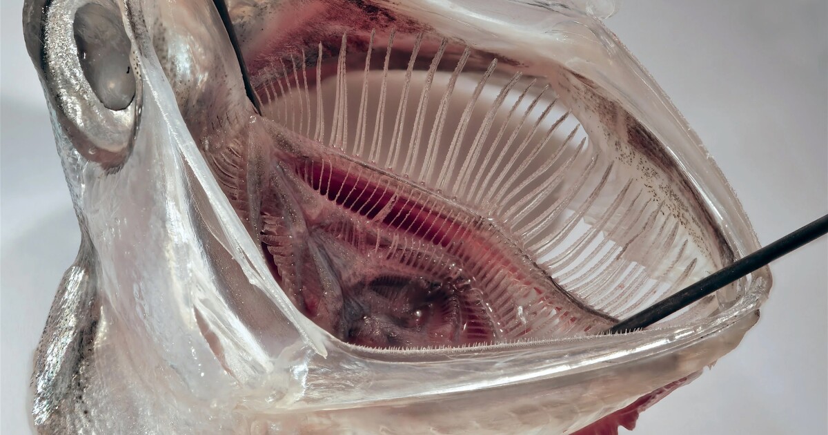 Anchovy-inspired filter removes 99% of microplastics from laundry water