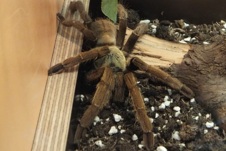 The Chinese bird spider – a good source of Huwentoxin-IV