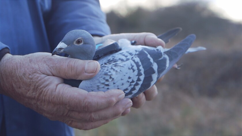 The birds being used in the study are domesticated racing pigeons, which return to a home roost every night