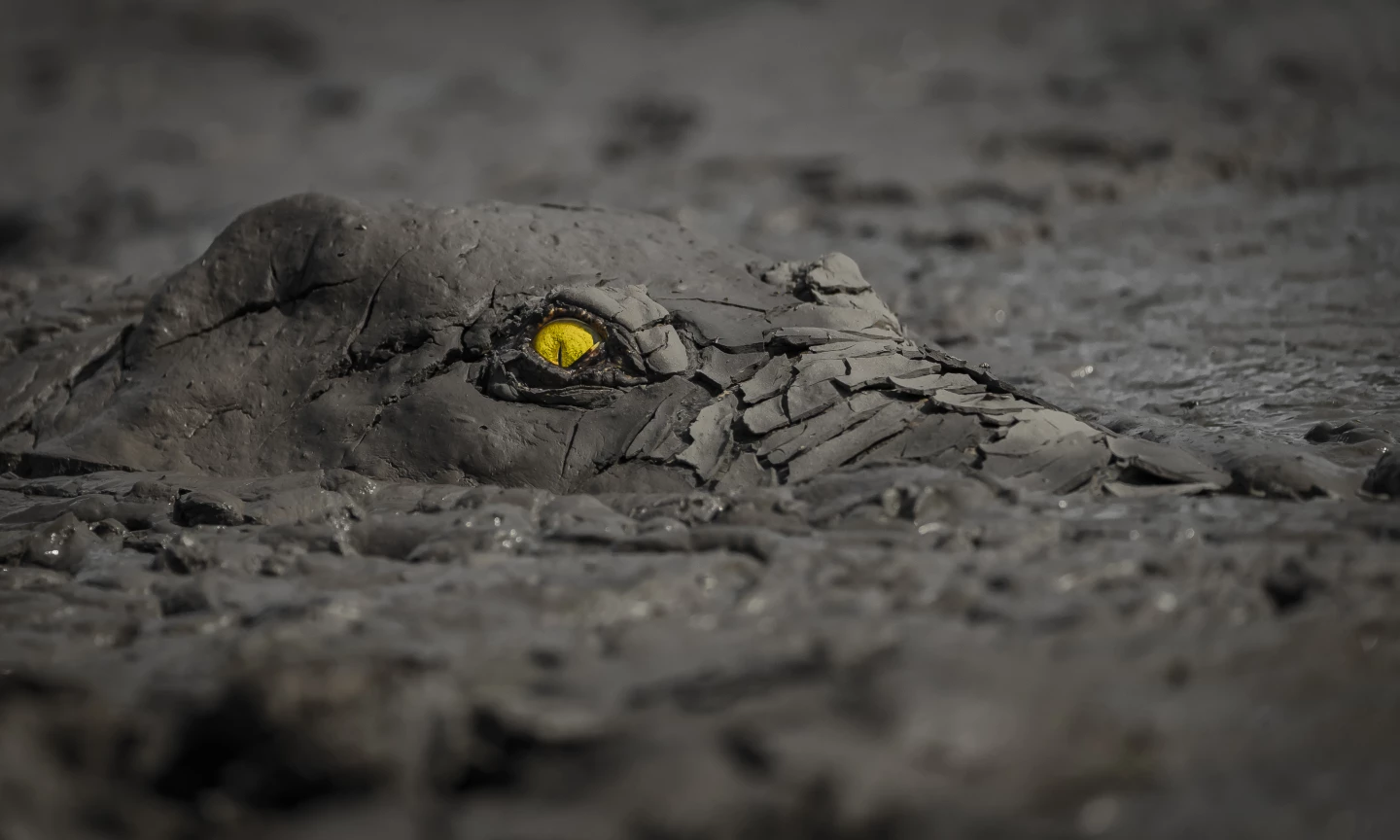 Danger in the Mud: the patient eye of a mud-caked predatorShot in Mana Pools National Park, Zimbabwe - Gold in Animal Portraits and winner of this year's World Nature Photographer of the Year grand prize