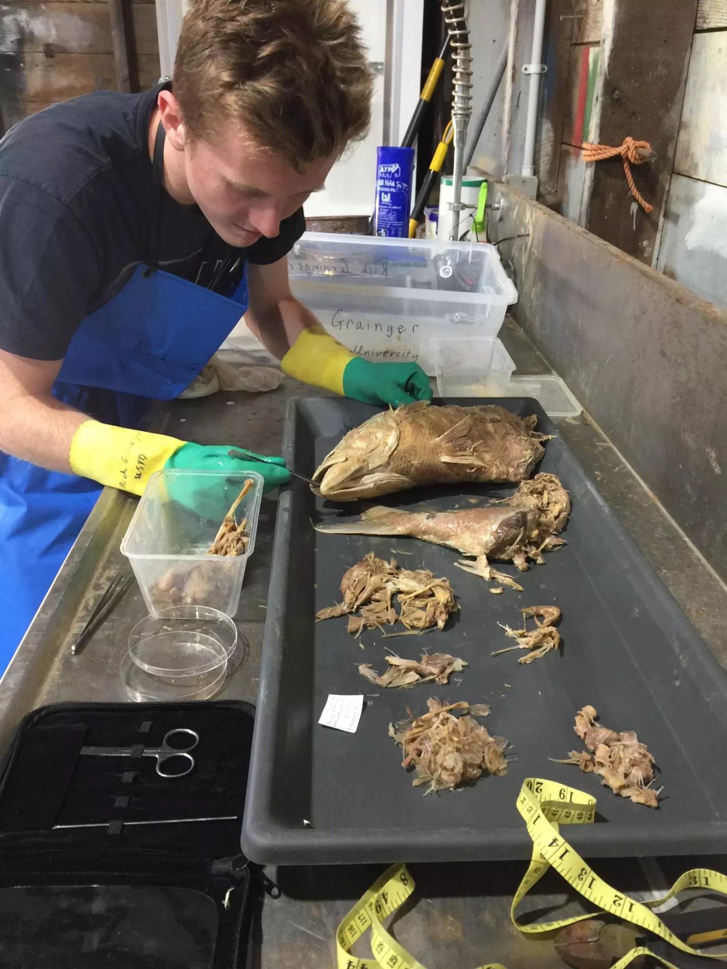 Lead author Richard Grainger examines contents of a white shark's stomach