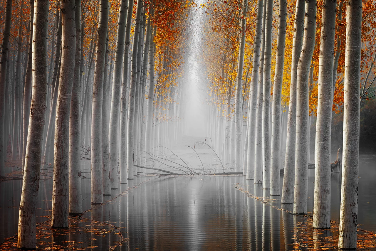 The Fallen Idol III by David Frutos Egea, Landscapes, Waterscapes and Flora Finalist, Agramon, Spain