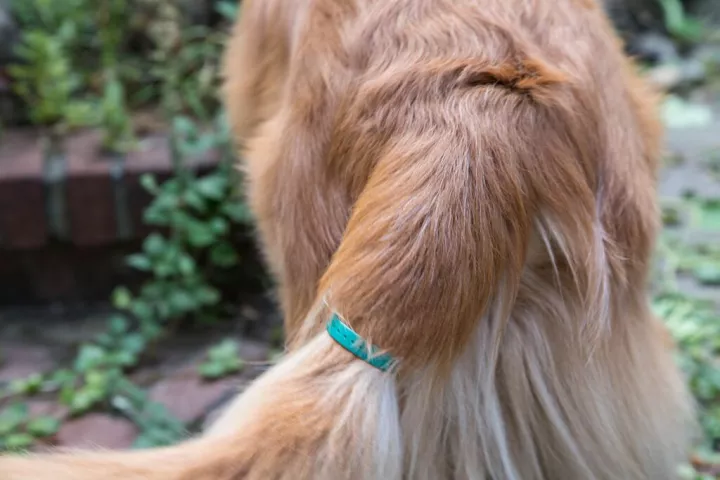The DogStar TailTalk uses sensors to track and translate the movement of a dog's tail