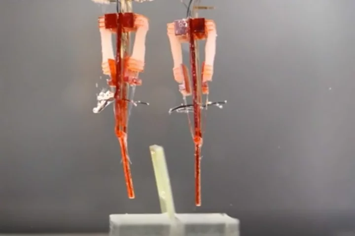 Japanese researchers have developed a way to integrate living muscle tissue into robots