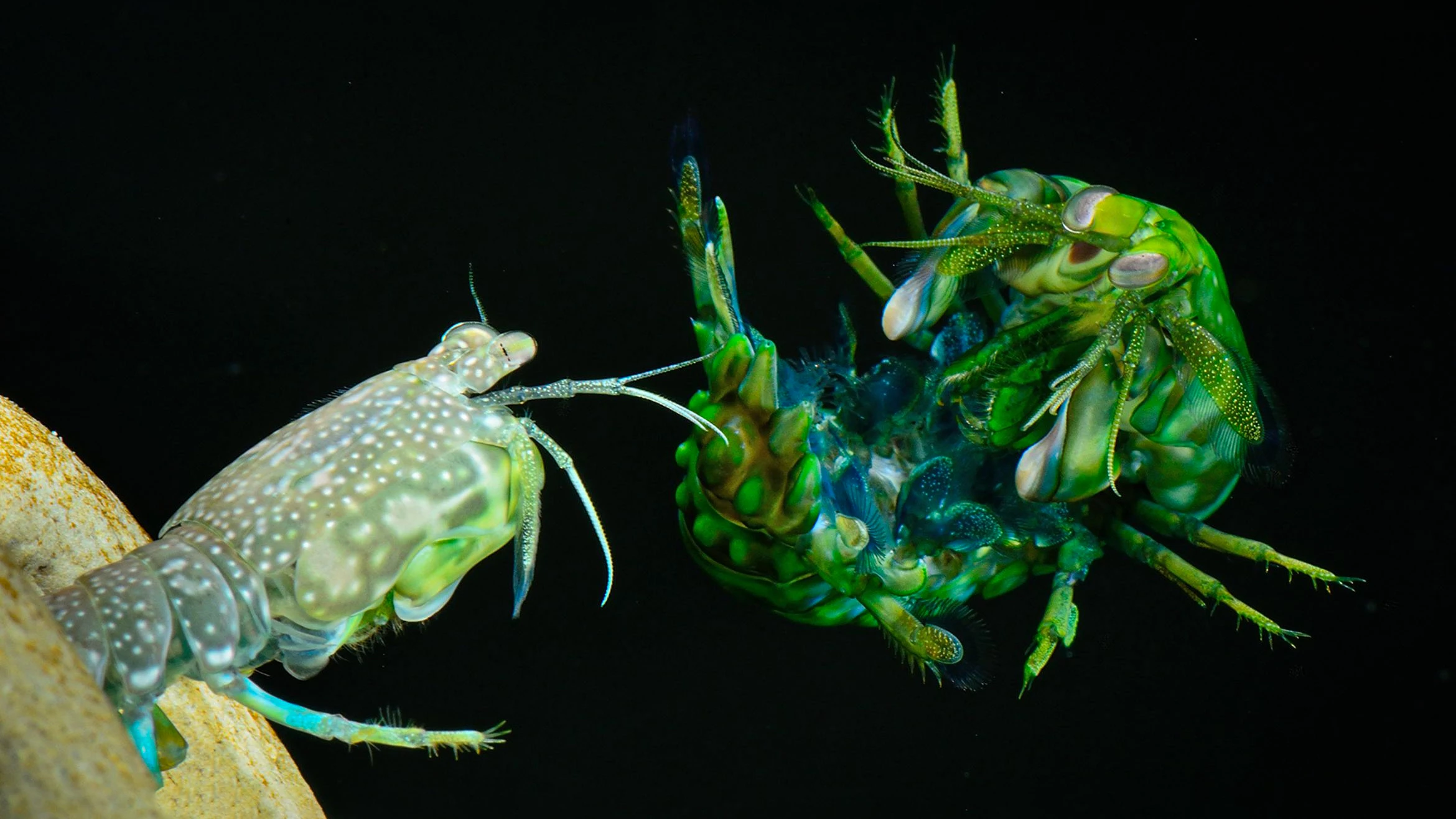The mantis shrimp call this move the 'telson coil'