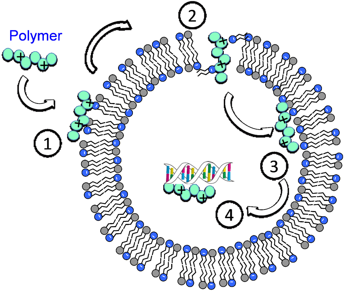 The four-step killing mechanism of the polymer: (1) the positively-charged polymer binds to the bacteria cell surface, (2) neutralizing the positive charges of the polymer to enter the bacterial cell membrane, (3) penetrating into the bacterial cyotoplasm, a fluid that fills the cell, and (4) precipitating the cytoplasmic substances to kill the bacterium