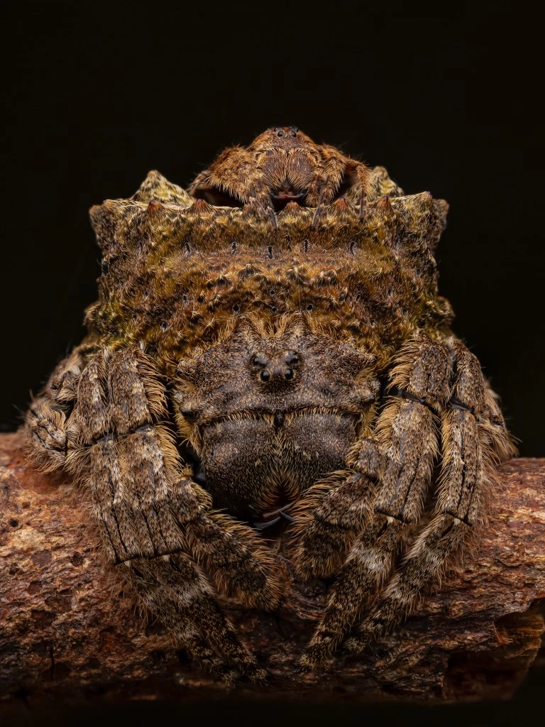 Artur Tomaszek - Crazy in Love