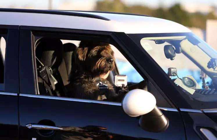 SPCA dogs can learn new tricks