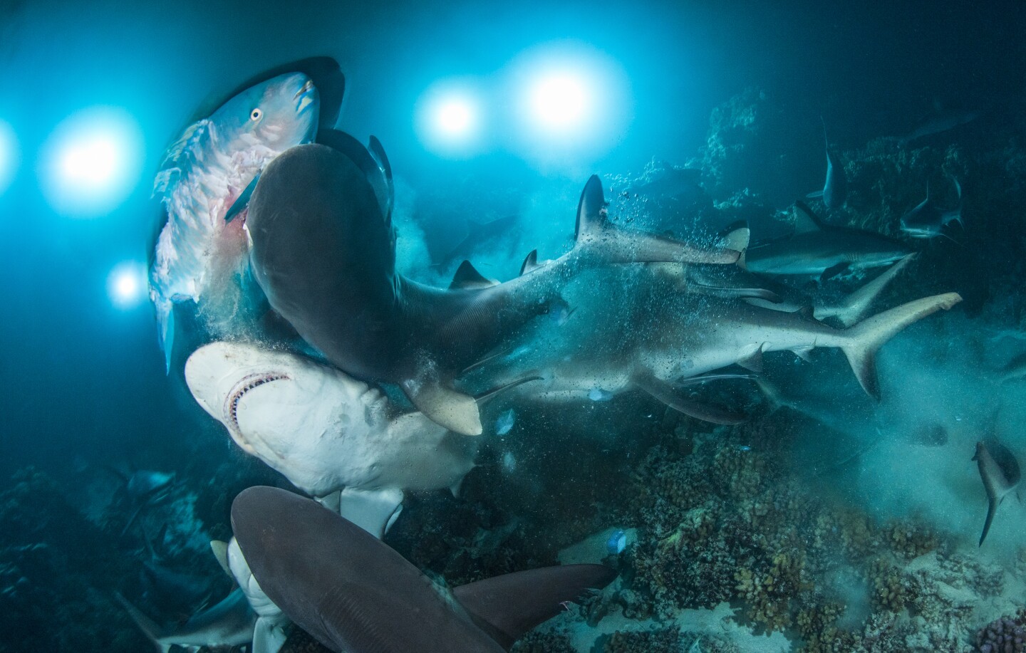 Category winner - Behavior. Overall winner, Underwater Photographer of the Year 2019 & British Underwater Photographer of the Year 2019. As the sun sets on Fakarava South Pass, the estimated 700 sharks that are patrolling the mouth of the channel by day, begins to hunt at night. The gauntlet is about to unfold