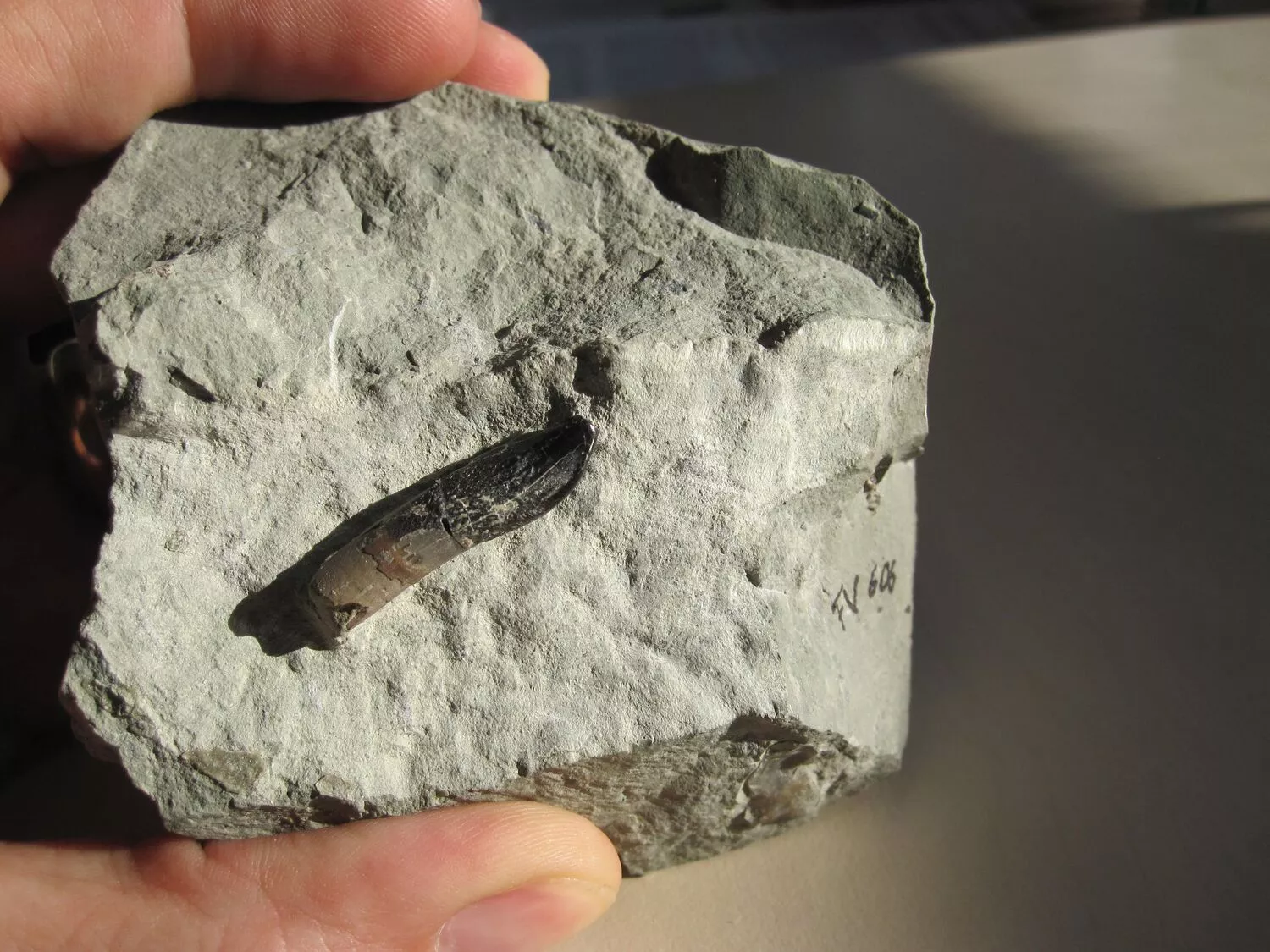 This fossilized tooth from a Europasaurus was analyzed by the international research team at the Universities of Göttingen, Mainz and Bochum