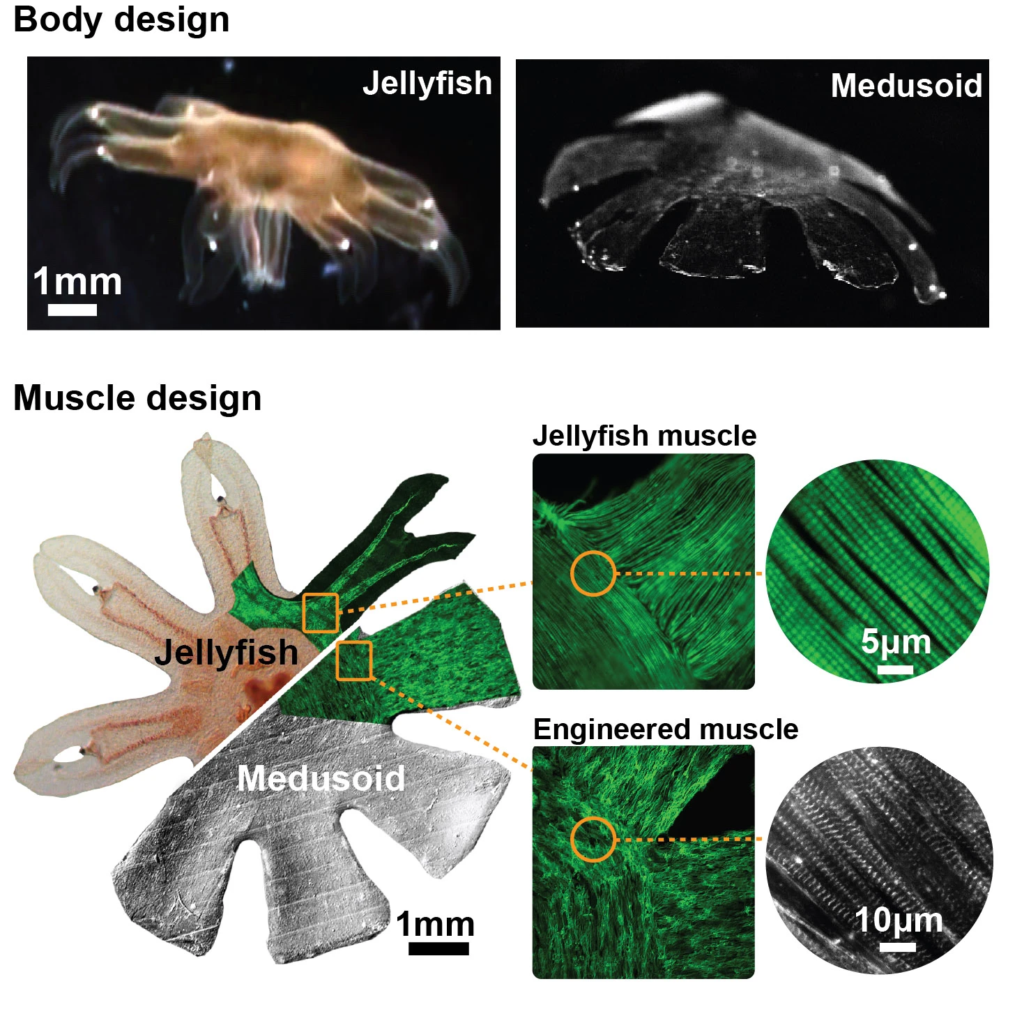 Top: Comparison of real jellyfish and silicone-based Medusoid. Bottom: Comparison of muscle architecture in the two systems, including macroscopic view superimposed onbody (left) and close-up on striated muscle contractile fibers (right) (Image: Janna Nawroth - Caltech)
