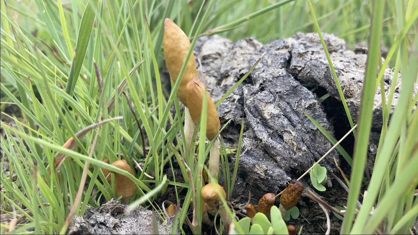 P. maluti was found growing in pastureland on cow manure in the Free State and Kwa-Zulu Natal provinces of South Africa, as well as the highlands of Lesotho