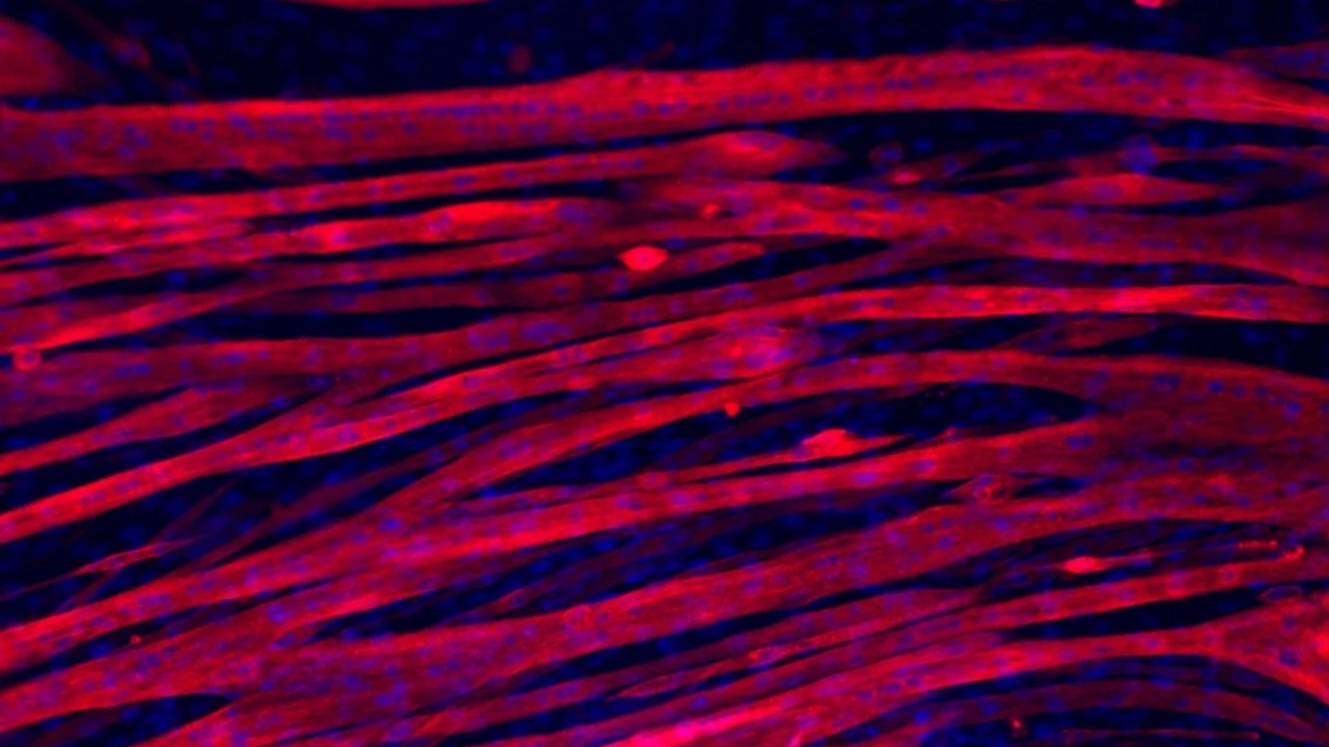The team was able to grow myotubes in a geltin hydrogel