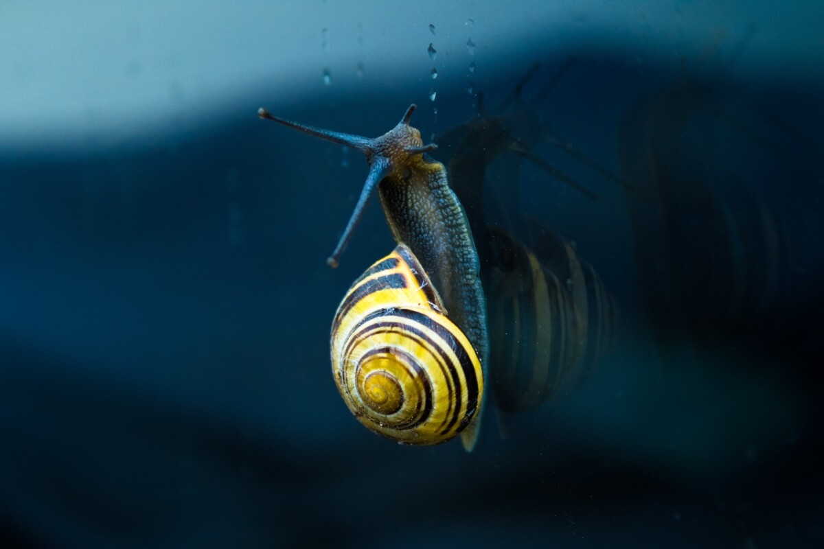 Snail slime inspires reversible, super-strong glue