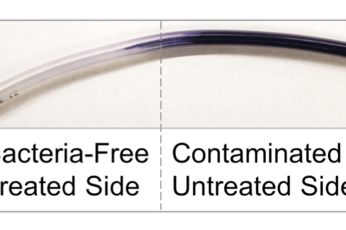 Bacterial biofilm formation on the right side of medical tubing is visible after being stained, whereas the treated section of the tubing on the left remains biofilm-free (Photo: Wyss Institute at Harvard University)