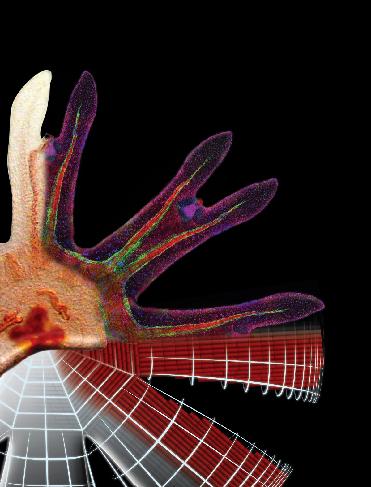 Artistic rendering of the process of reverse-engineering a jellyfish showing the different stages of analyzing and “dissecting” a juvenile Aurelia sp. jellyfish in order to design and build a tissue-engineered jellyfish (Image: Janna Nawroth - Caltech)