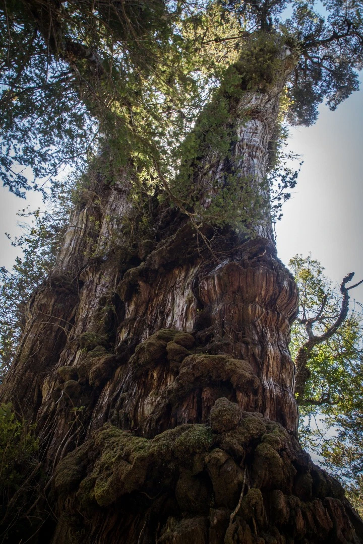 "El Gran Abuelo" stands more than 60 m tall