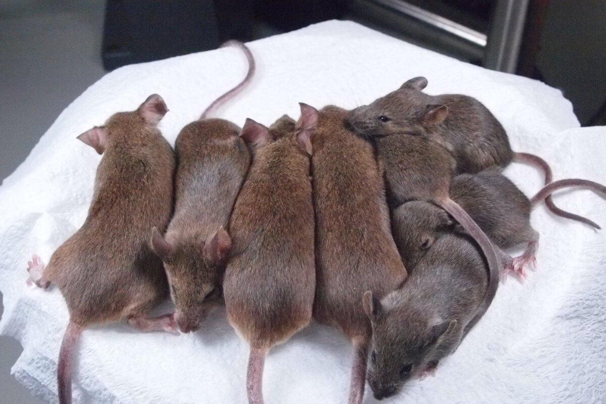 Starting with one mouse, scientists create 581 successive clones