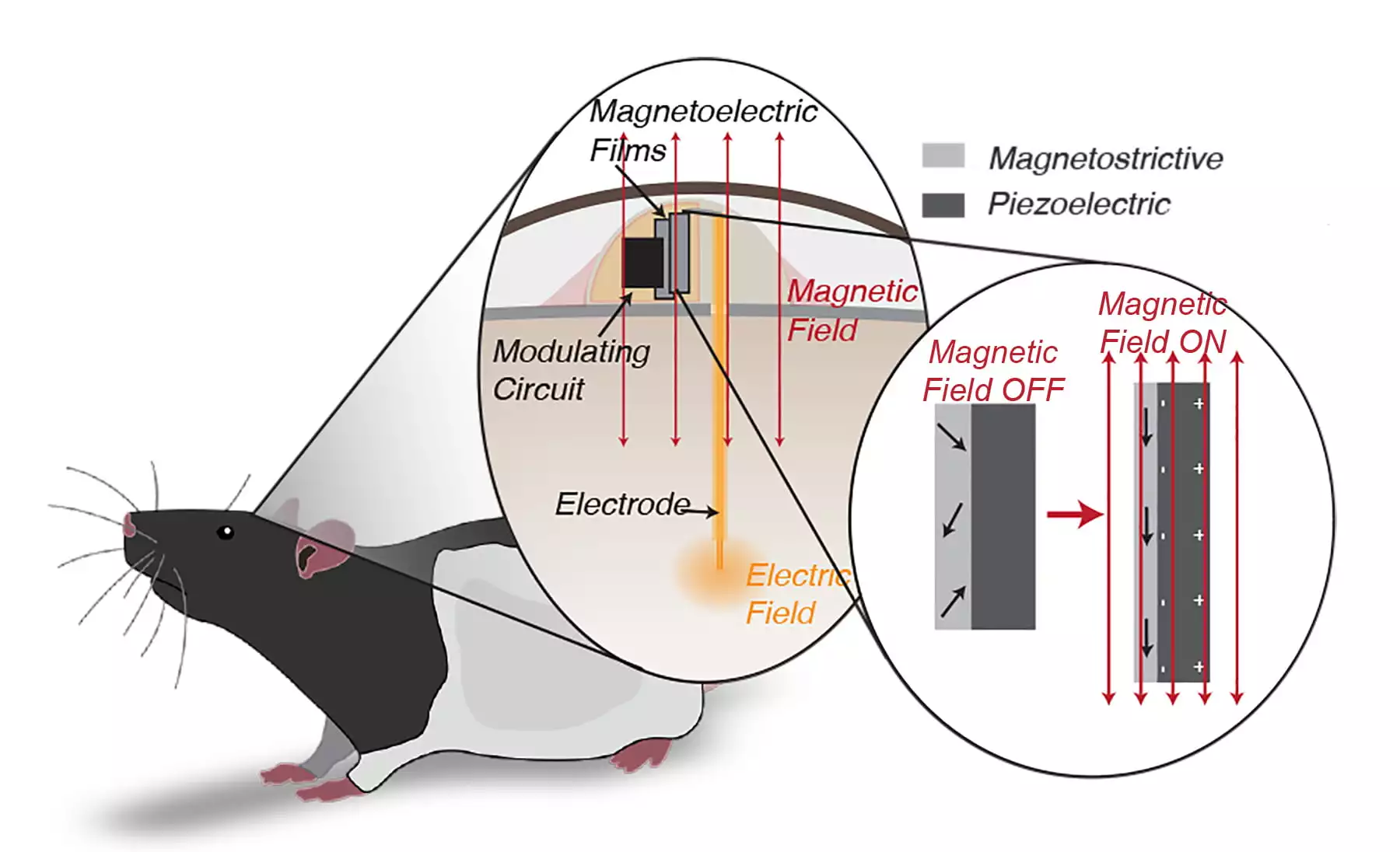 The technology has been successfully tested on rats
