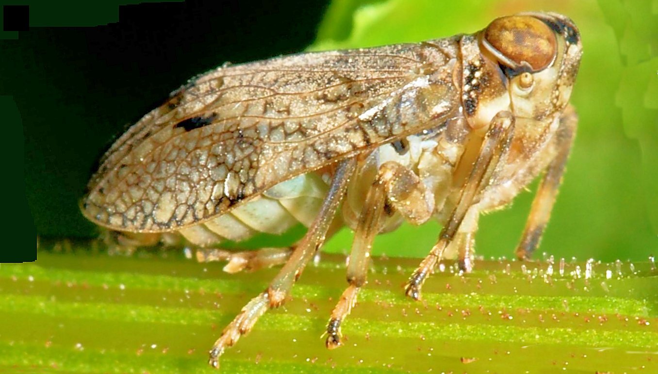 Issus coleaptratus (Photo: Sarefo)