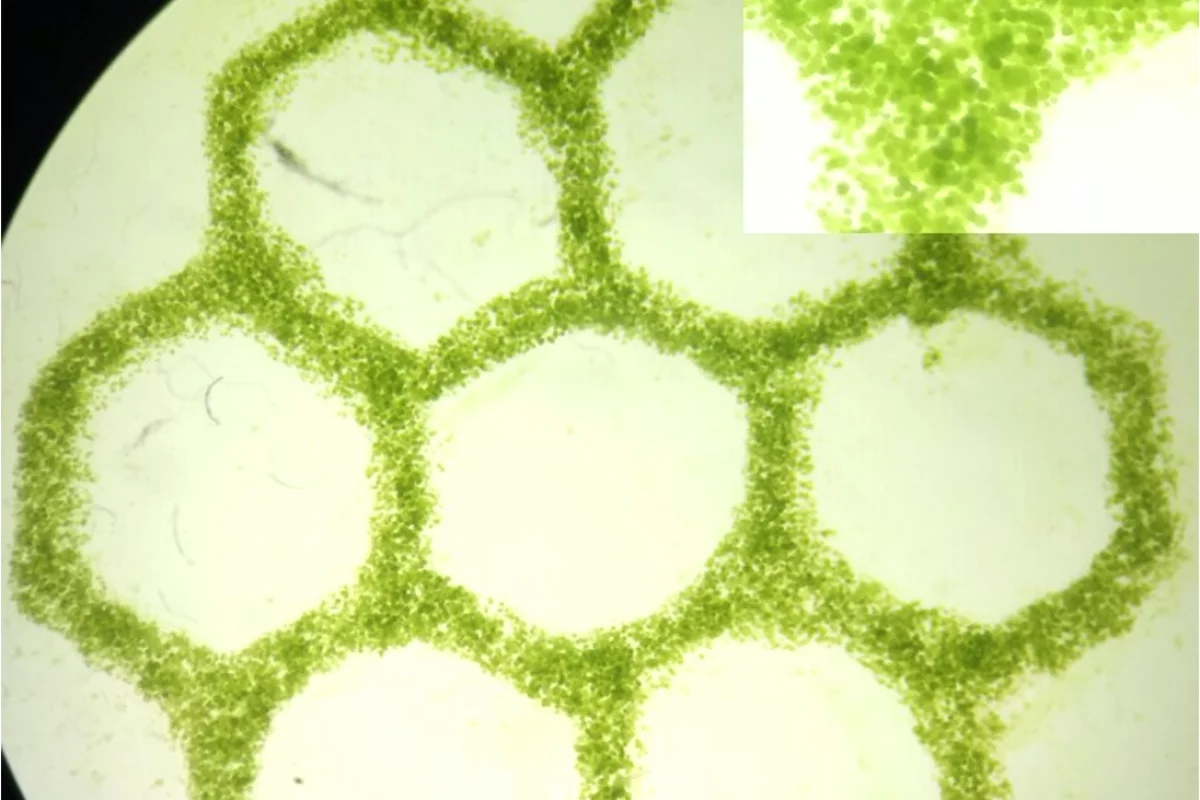 A close look at one of the algae bioink lobules