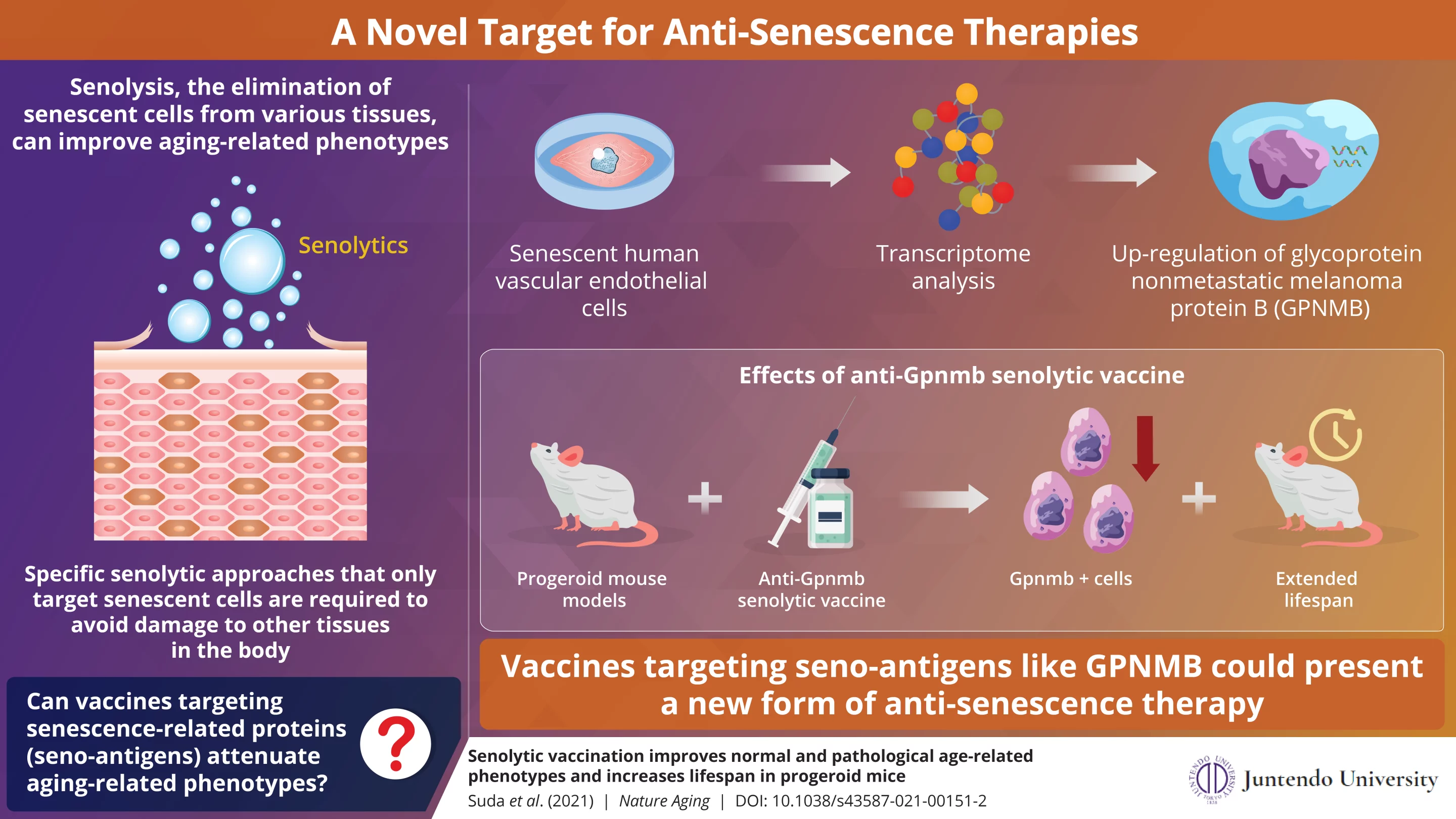 A diagram describing how the new anti-aging vaccine works to improve the health and lifespan of mice