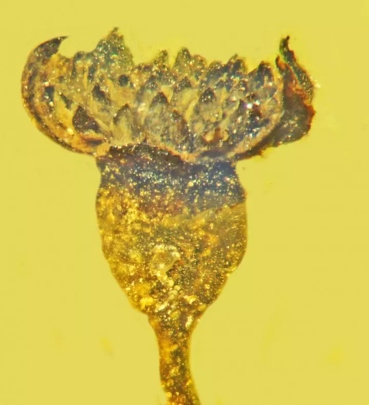 The newly discovered flower measures 2 mm across