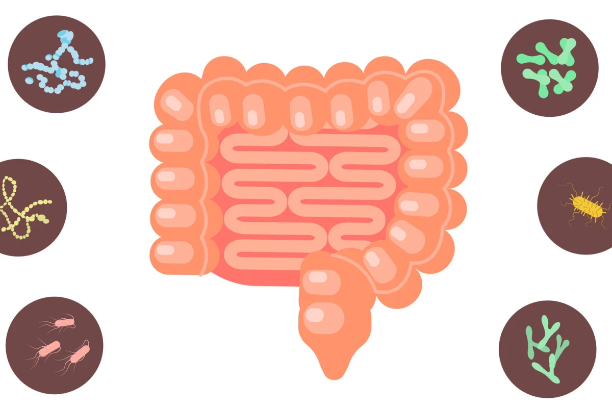 One study has described a connection between serotonin and gut dysfunction, while another has revealed how microbiome transplants can transfer symptoms of depression from one animal to another
