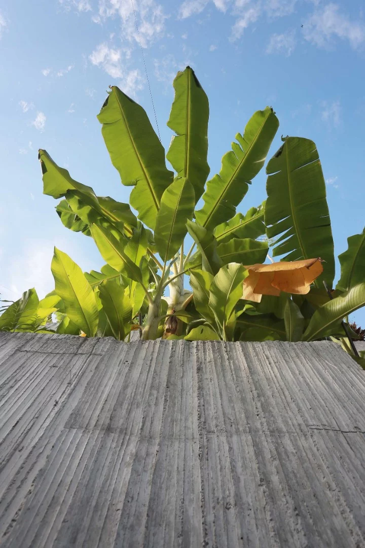 The Planter Box House's garden beds are used to raise more than 40 different types of edible plants