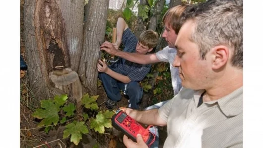 Electrical engineers Babak Parviz and Brian Otis and undergraduate student Carlton Himes (right to left) demonstrate a circuit that runs entirely off tree power (Images: University of Washington)