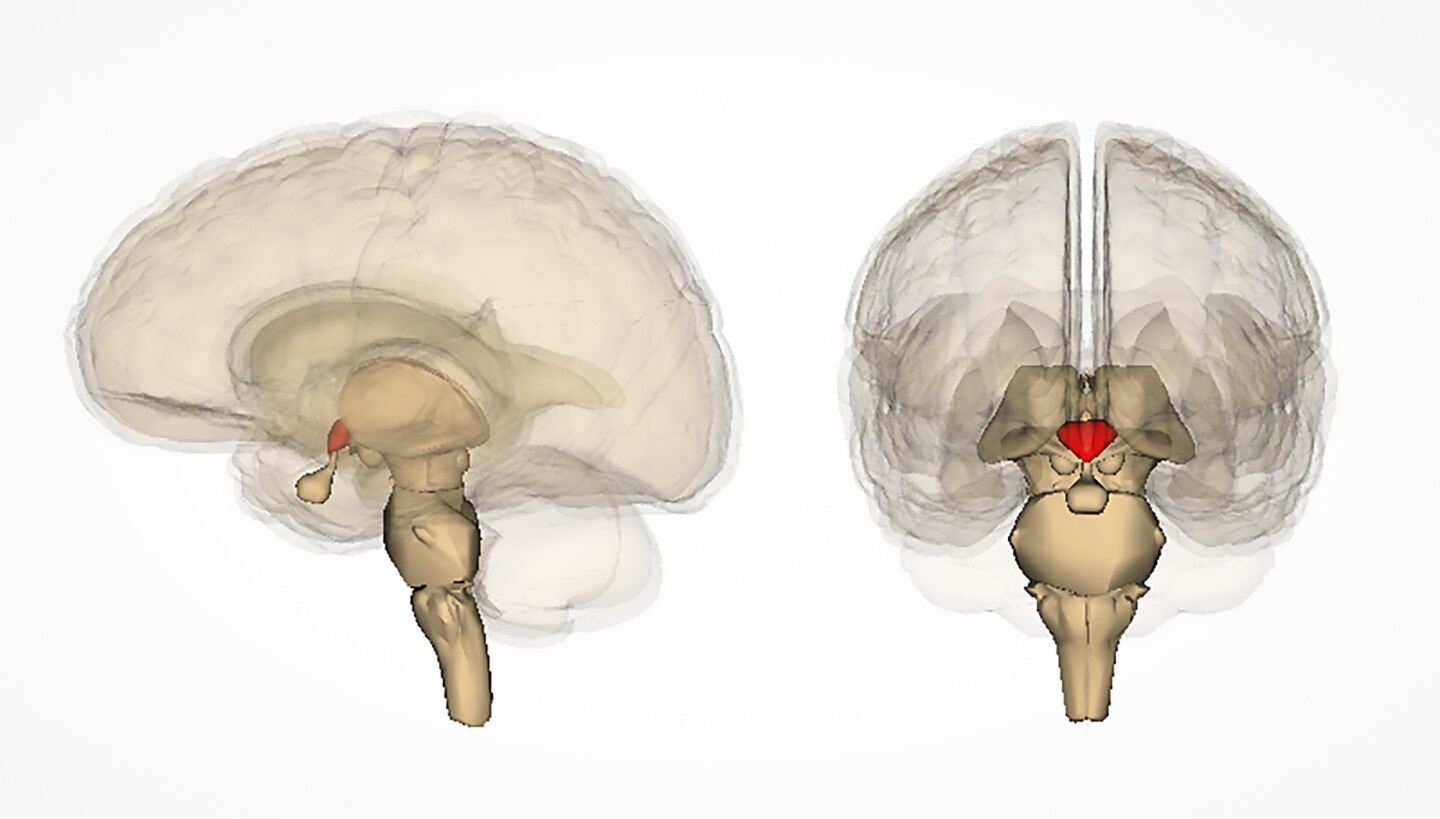 The hypothalamus (red) is a small but important region in the brain