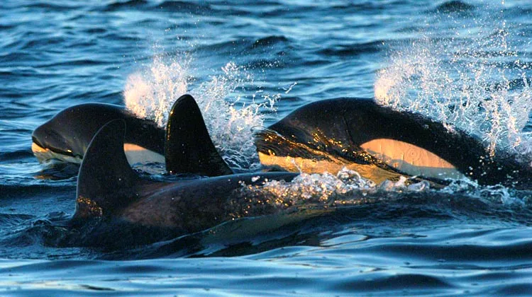 Researchers say that monitoring killer whale populations with drones form above allows them to track their well being in exciting new ways (Photo: Vancouver Aquarium)