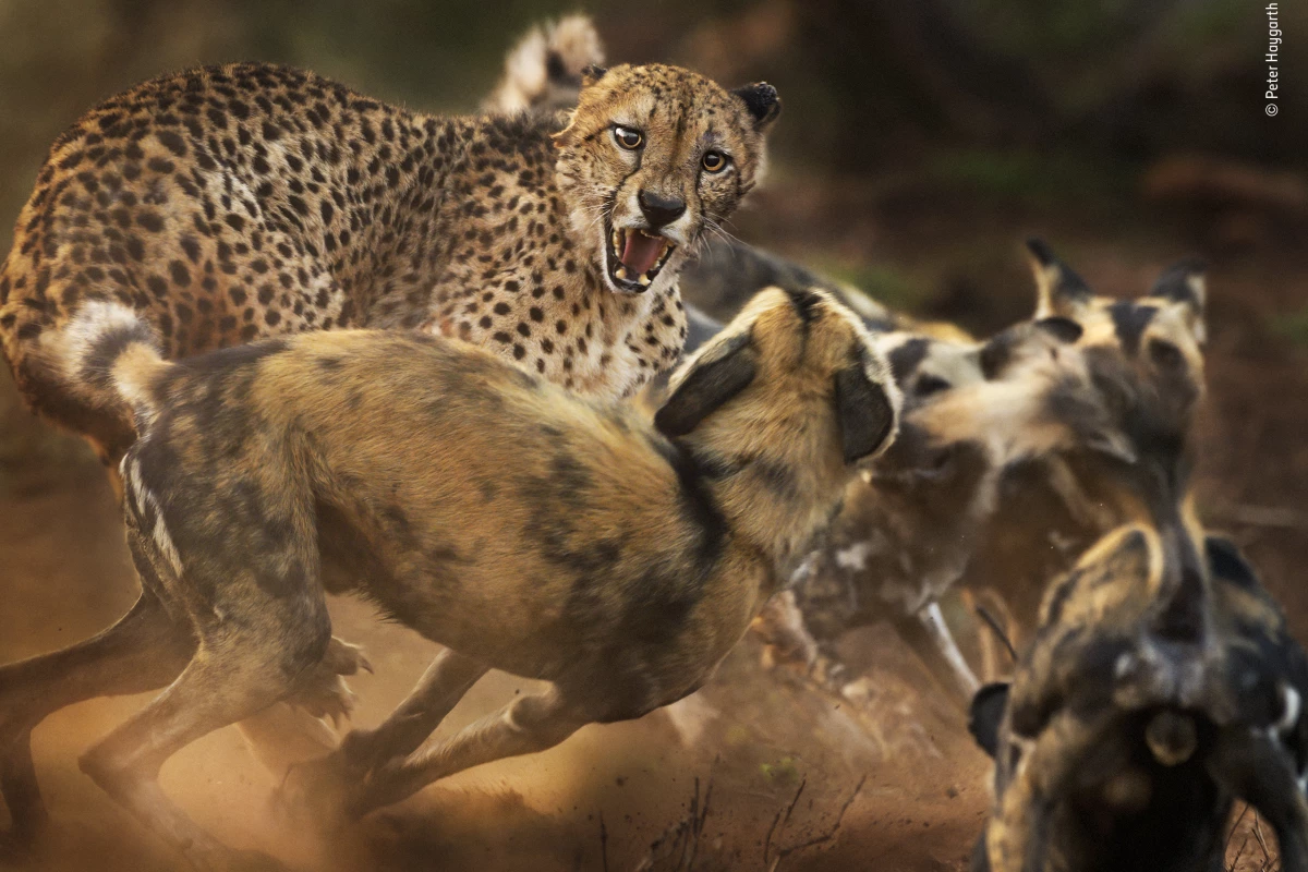 "Big cat and dog spat" by Peter Haygarth, UK. Highly Commended 2019, Behaviour: Mammals. In a rare encounter, a lone male cheetah is set upon by a pack of African wild dogs. (Both species have disappeared from much of their former ranges, with fewer than 7,000 left of each, mainly due to habitat loss and fragmentation. Both exist at low densities.) Peter had been following the dogs by vehicle as they hunted in Zimanga Private Game Reserve, KwaZulu-Natal, South Africa. A warthog had just escaped the pack when the leading dogs came across the big cat. At first, the dogs were wary, but as the rest of the 12-strong pack arrived, their confidence grew, and they began to encircle the cat, chirping with excitement. The elderly cheetah hissed and lunged back at the mob, his left ear tattered, the right one pinned back in the ruckus. As dust flew in the morning light, Peter kept his focus on the cat’s face. In a few minutes the spat was over as the cheetah fled.