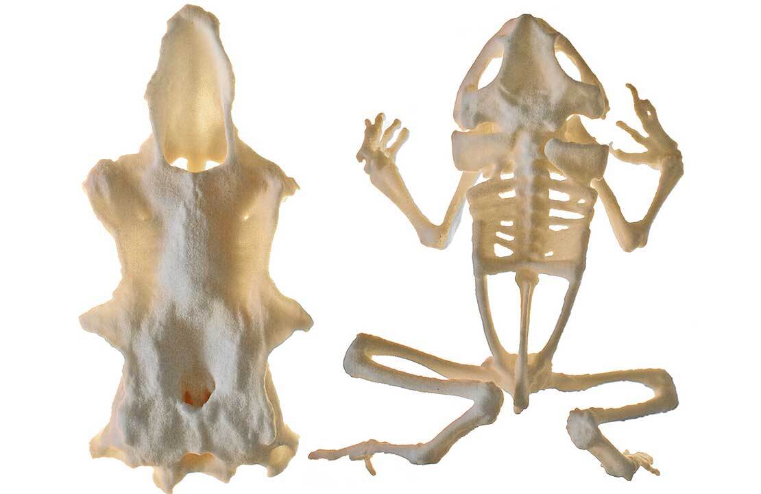 Models of part of a spiny dogfish skull, and a cane toad skeleton, are just the first 3D-printable anatomical models