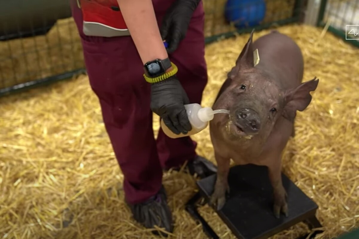 Elon Musk Shows Off Neuralink S Brain Implant In Pigs