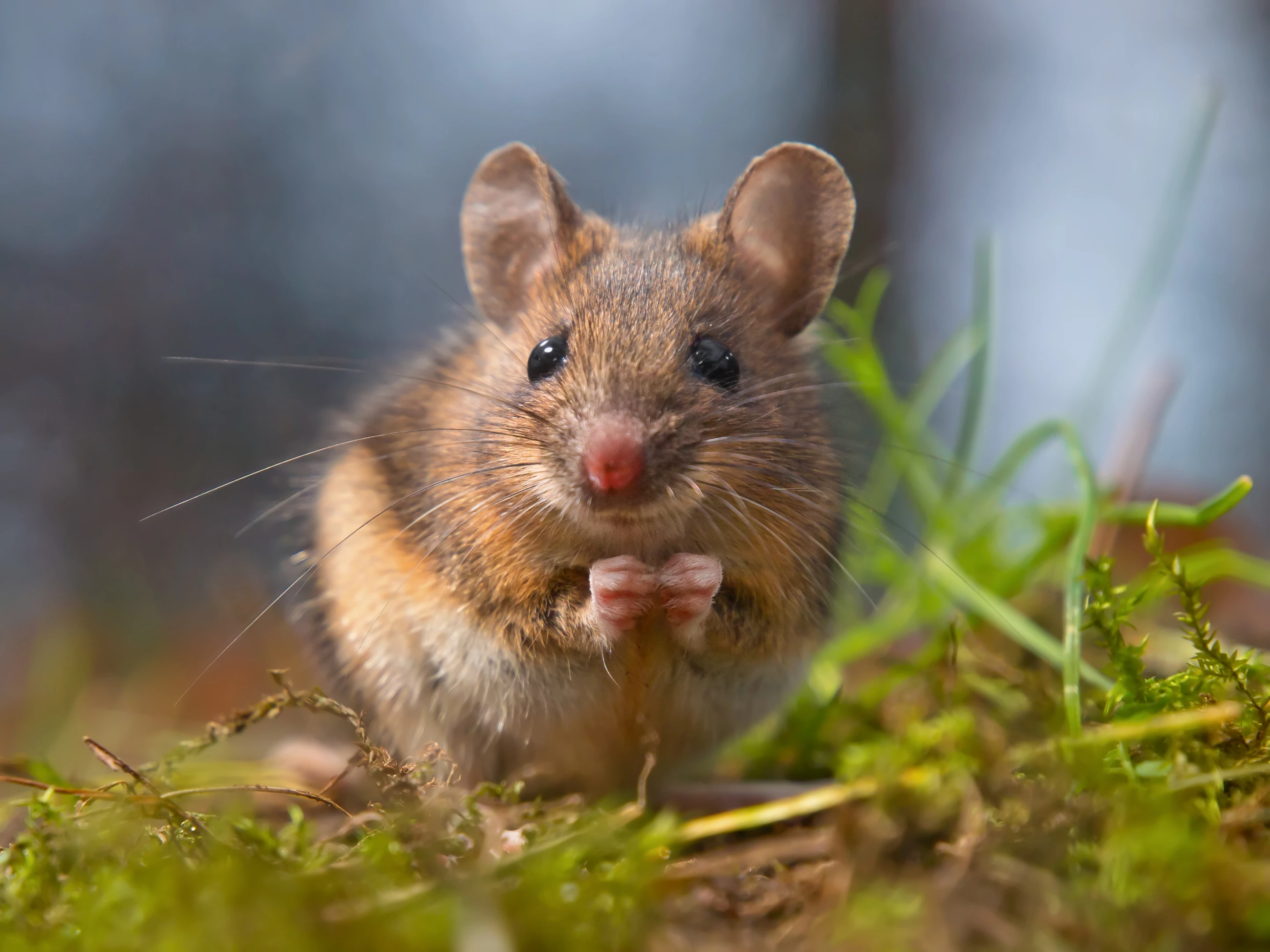 No sleep is no problem for the mice used in the study