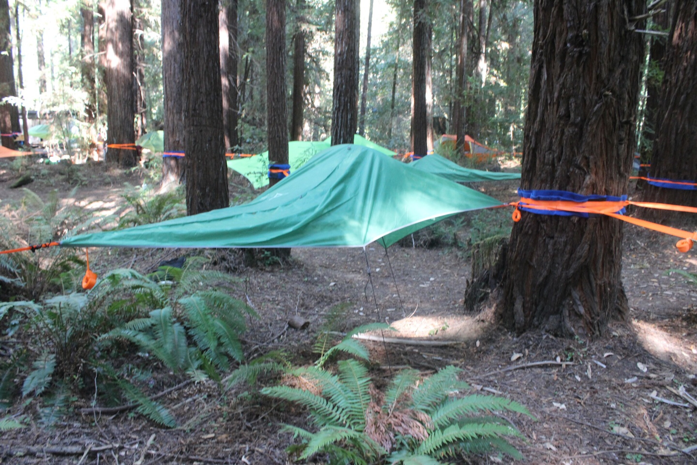 Review Sleeping among towering redwoods in a Tentsile tree tent