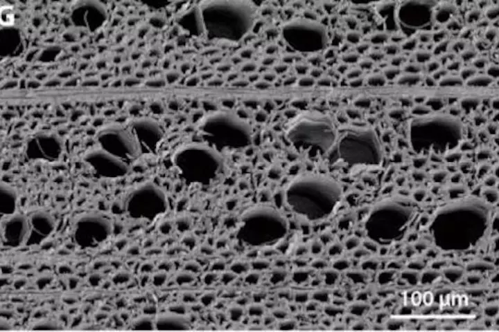 A new wooden filtration membrane has outperformed existing versions in early experiments, owing to its very porous nature