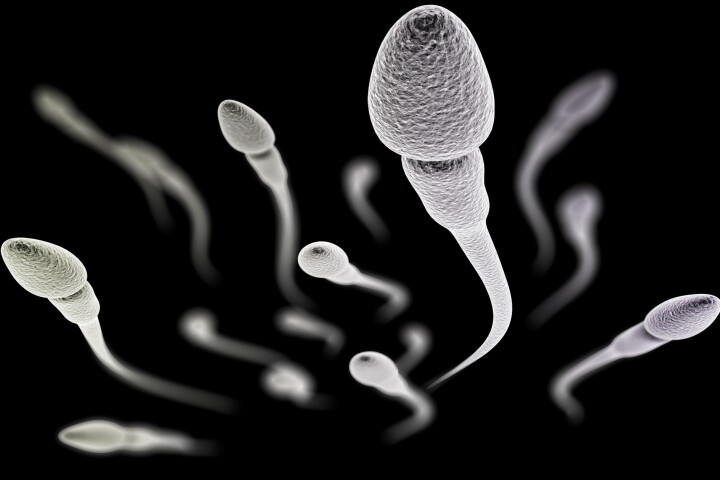 The genetic manipulation carried out in the study changes the shape and speed of sperm so that they are not able to penetrate female eggs