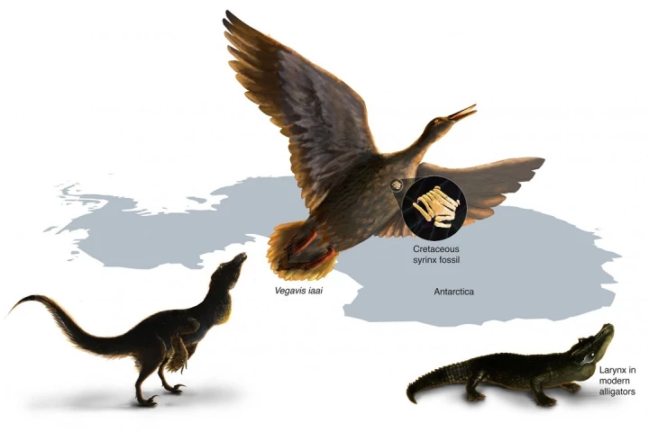 A team at UT Austin has found the oldest known fossil of a bird's vocal organ, widening our understanding of the evolution of early birds and how dinosaurs may have sounded